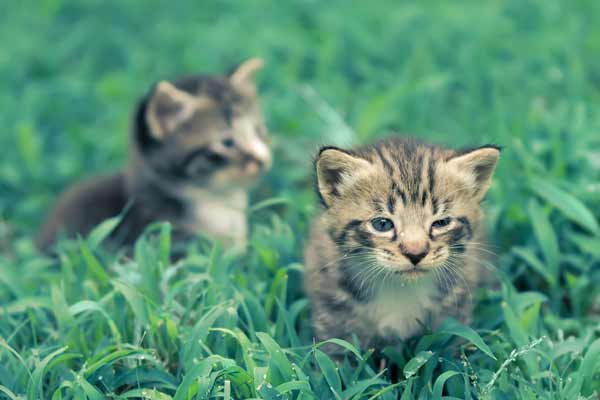 animal-214715_600