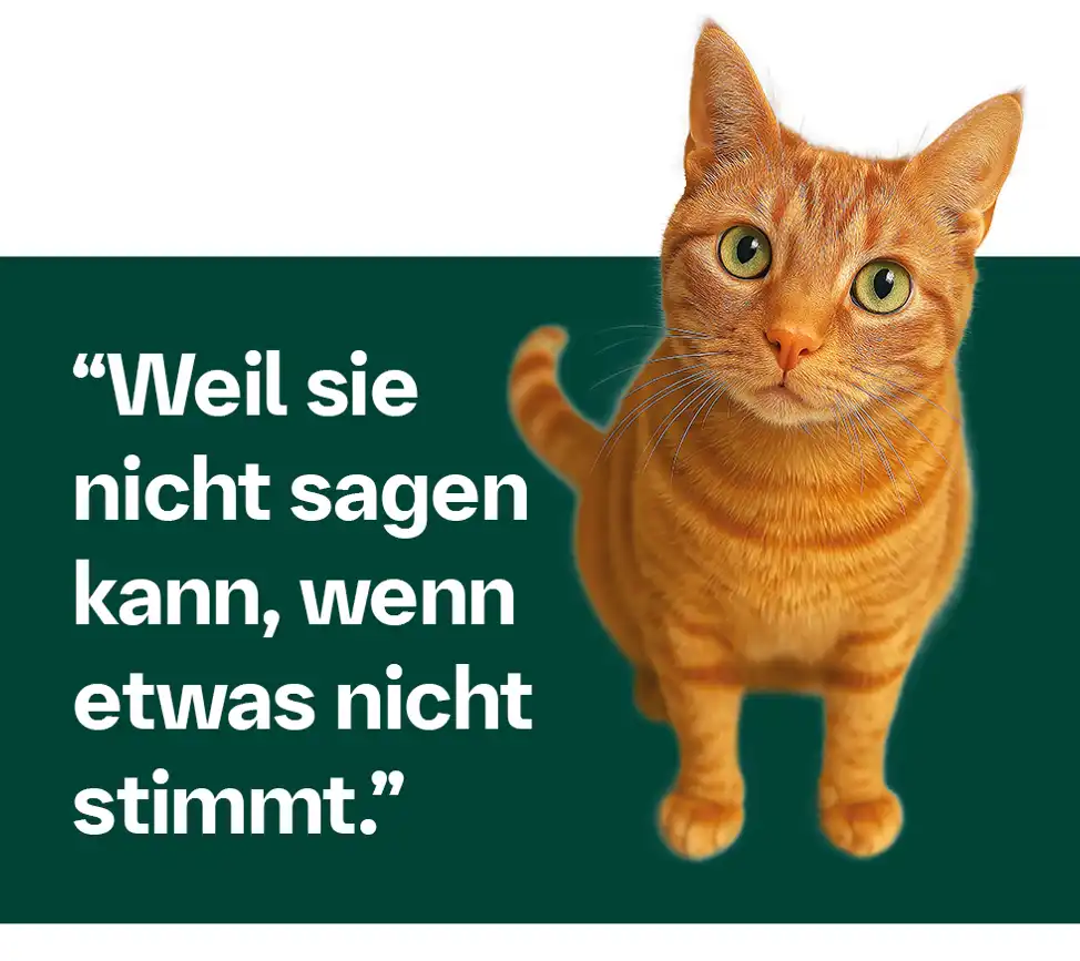 Aktion_Katze